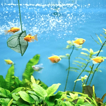 Akvaryum Balık Kepçesi 7.5 Cm.