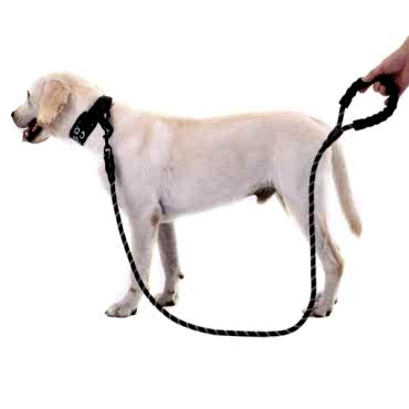 Evcil Hayvan Reflektörlü Fitil Gezdirme Tasması 12 mm x 120 cm